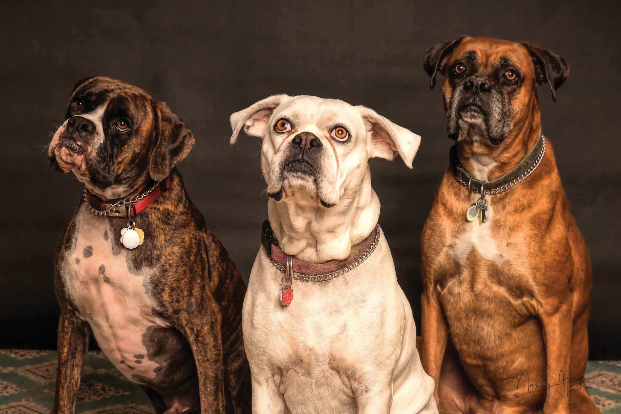 three dogs three dogs