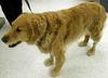 Human Glucosamine and Chondroitin can be given to an Immune mediated arthritic Golden retriever dog like this one<br><small>Source: Washington State University</small>.