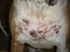 Canine Hypothyroidism Symptoms Skin Lesions