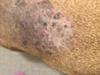 Skin Infection on Dog's Lower Back