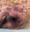 Dog Skin Infection
