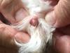 Here is the picture of the dog skin lesion