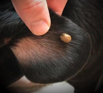 picture of tick bite on dog ear