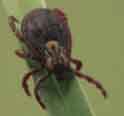 American Dog Tick American Dog Tick
