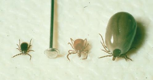 enlarged tick