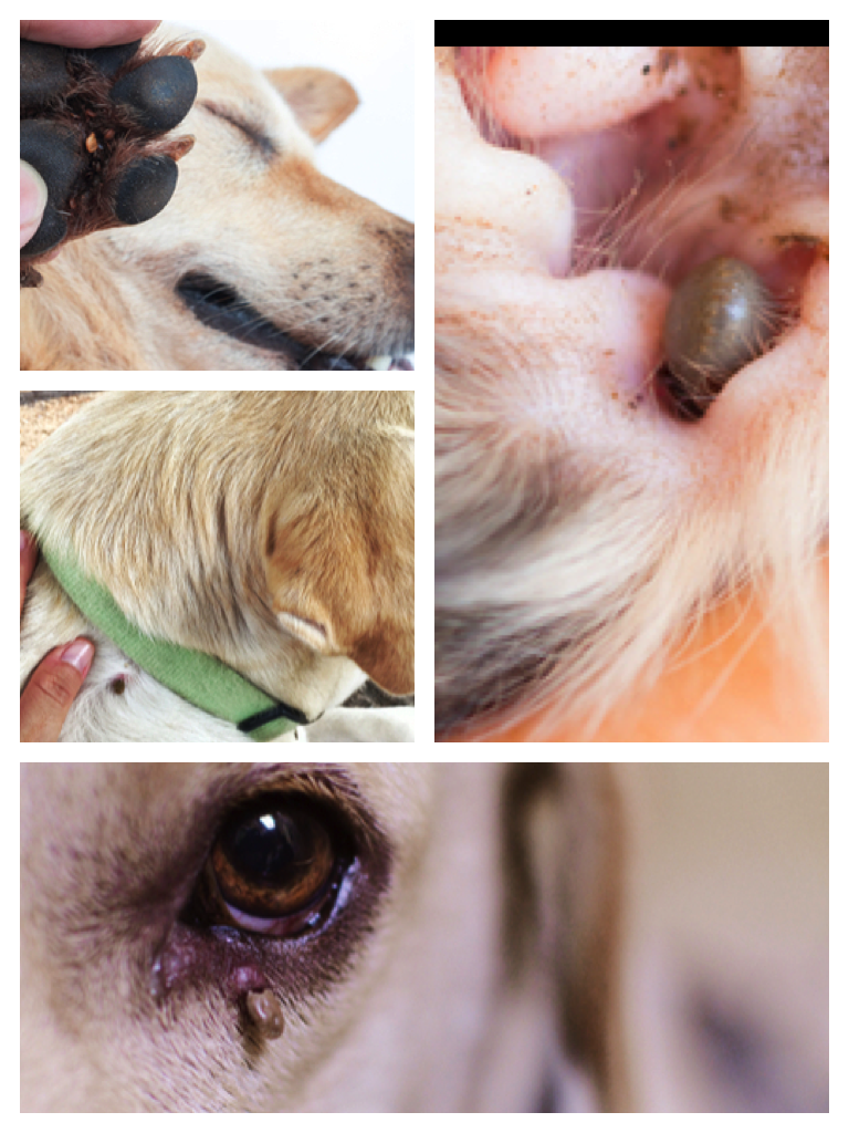 pictures of ticks on dogs