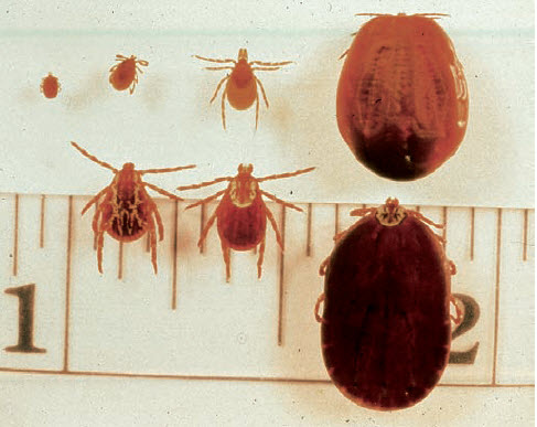 Lyme Disease Dog Lyme Disease Dog