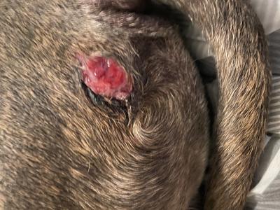 Red Open Wound on Dog Back
