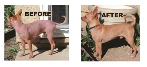Dog Shown Before and After Treatment for Mange Mites
