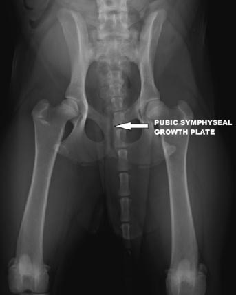 X-ray of Triple Pelvic Osteotomy (TPO) used to treat dog hip dysplasia.