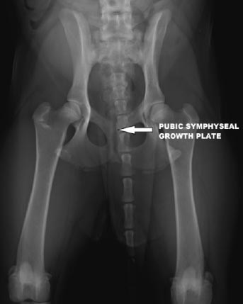 X-ray of Triple Pelvic Osteotomy (TPO) used to treat dog hip dysplasia. X-ray of Triple Pelvic Osteotomy (TPO) used to treat dog hip dysplasia.