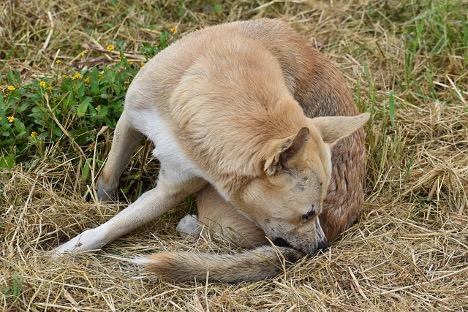 two dogs playing