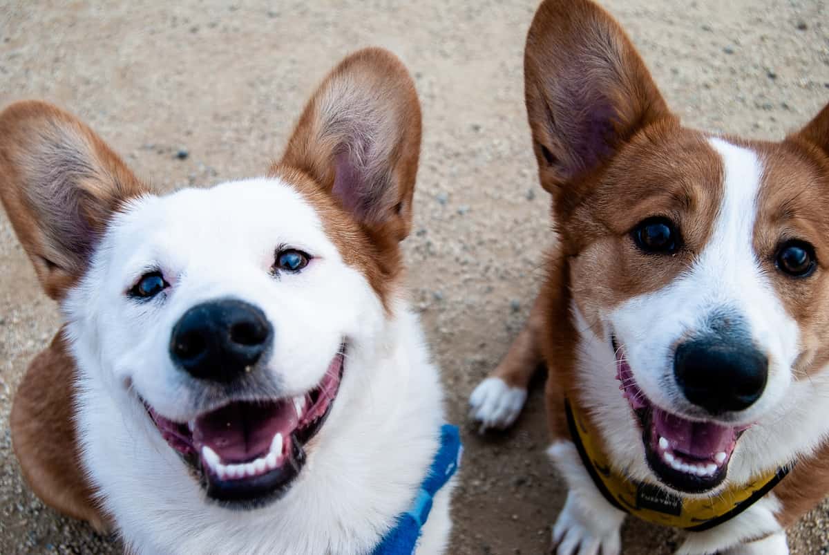 two smiling happy dogs