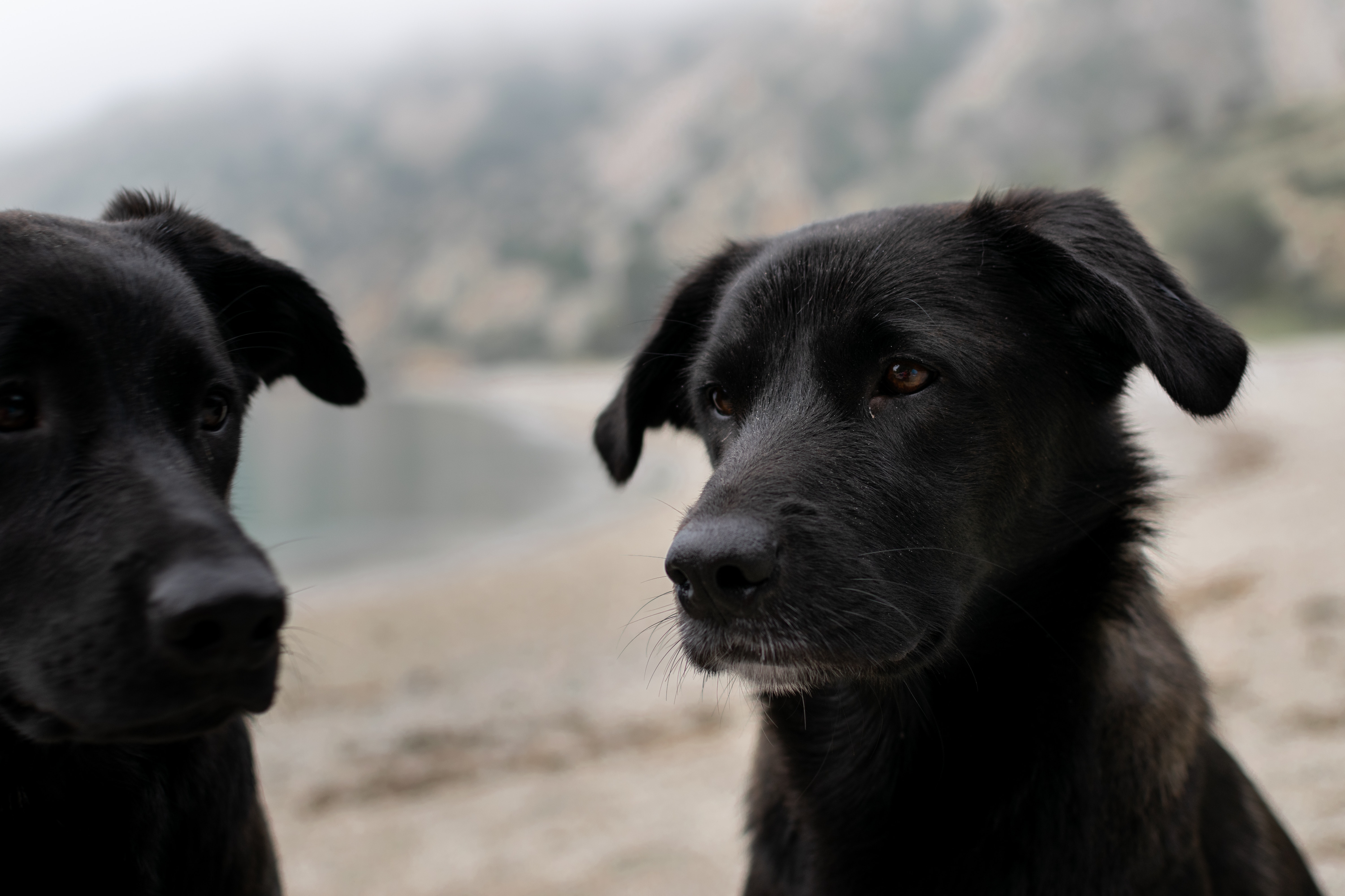 two healthy black dogs