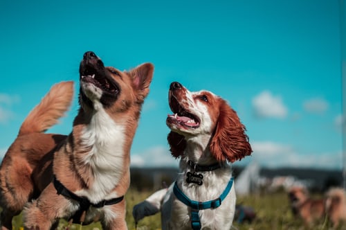 two healthy dogs looking at sky
