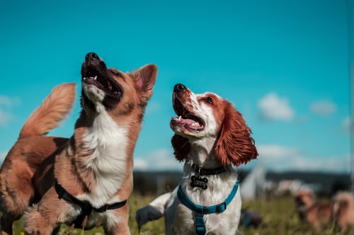 two healthy dogs looking at sky two healthy dogs looking at sky