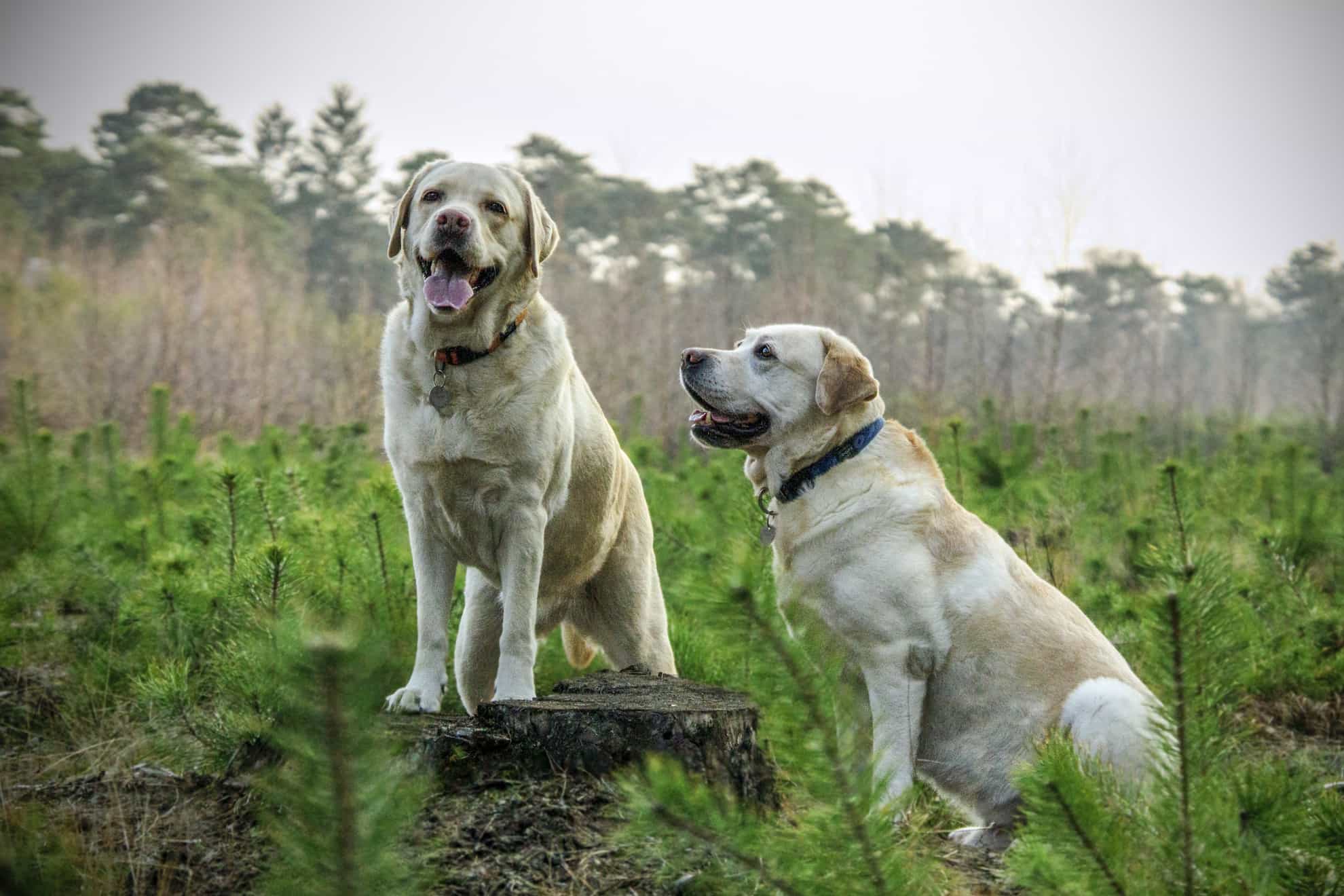 two healthy dogs two healthy dogs