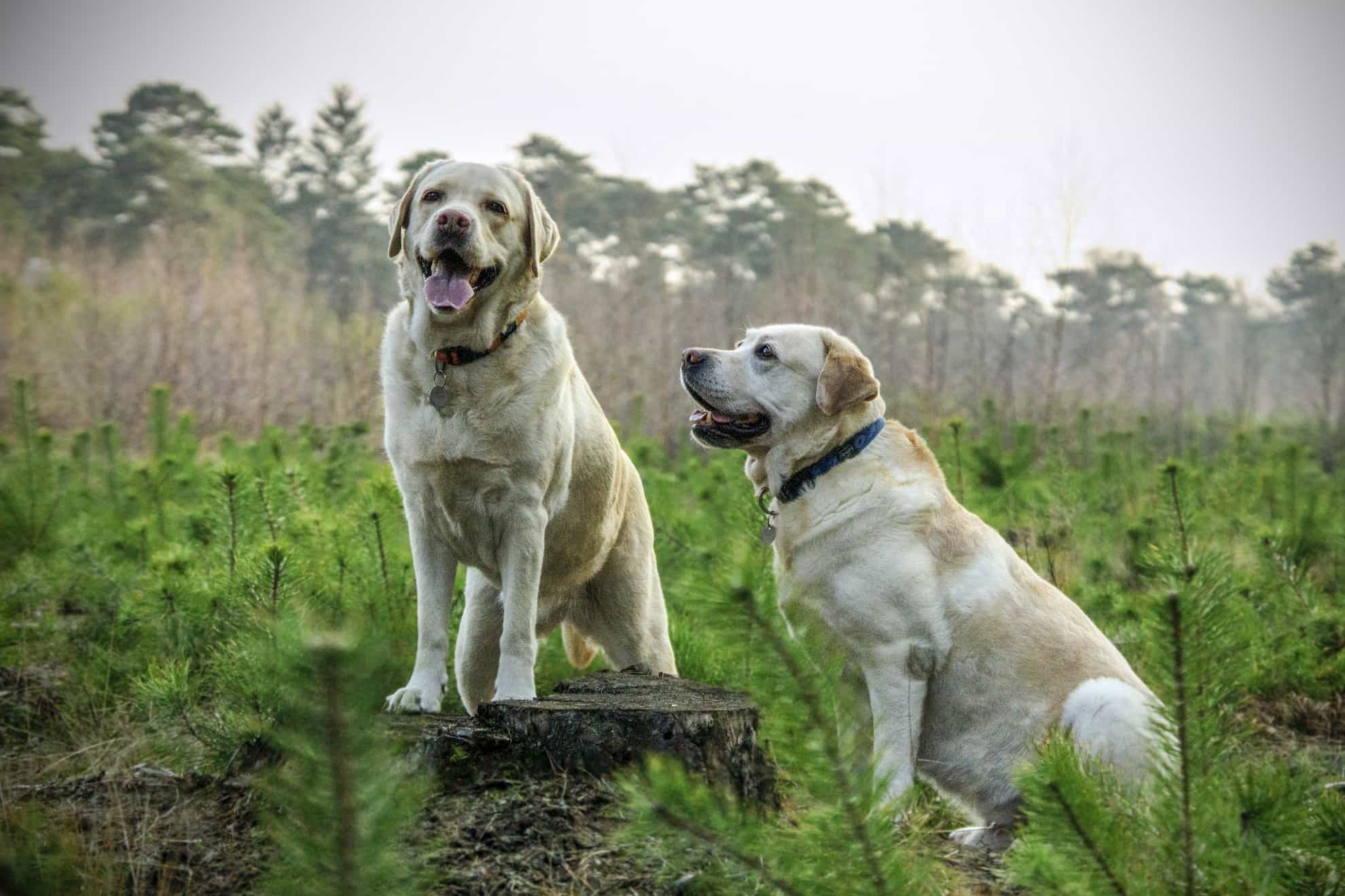 two healthy dogs