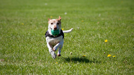 dog running