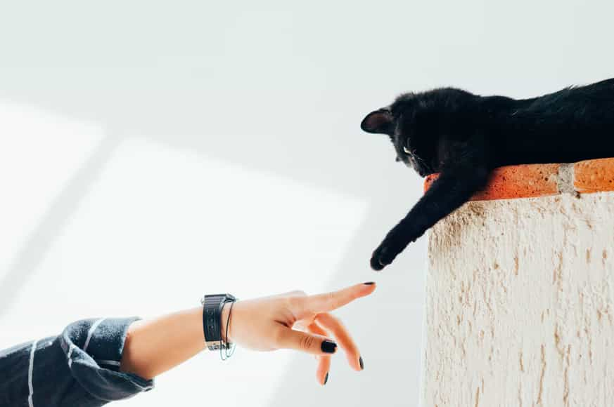 cat playing with person cat playing with person