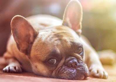 Dog Feeling Ill Dog Feeling Ill
