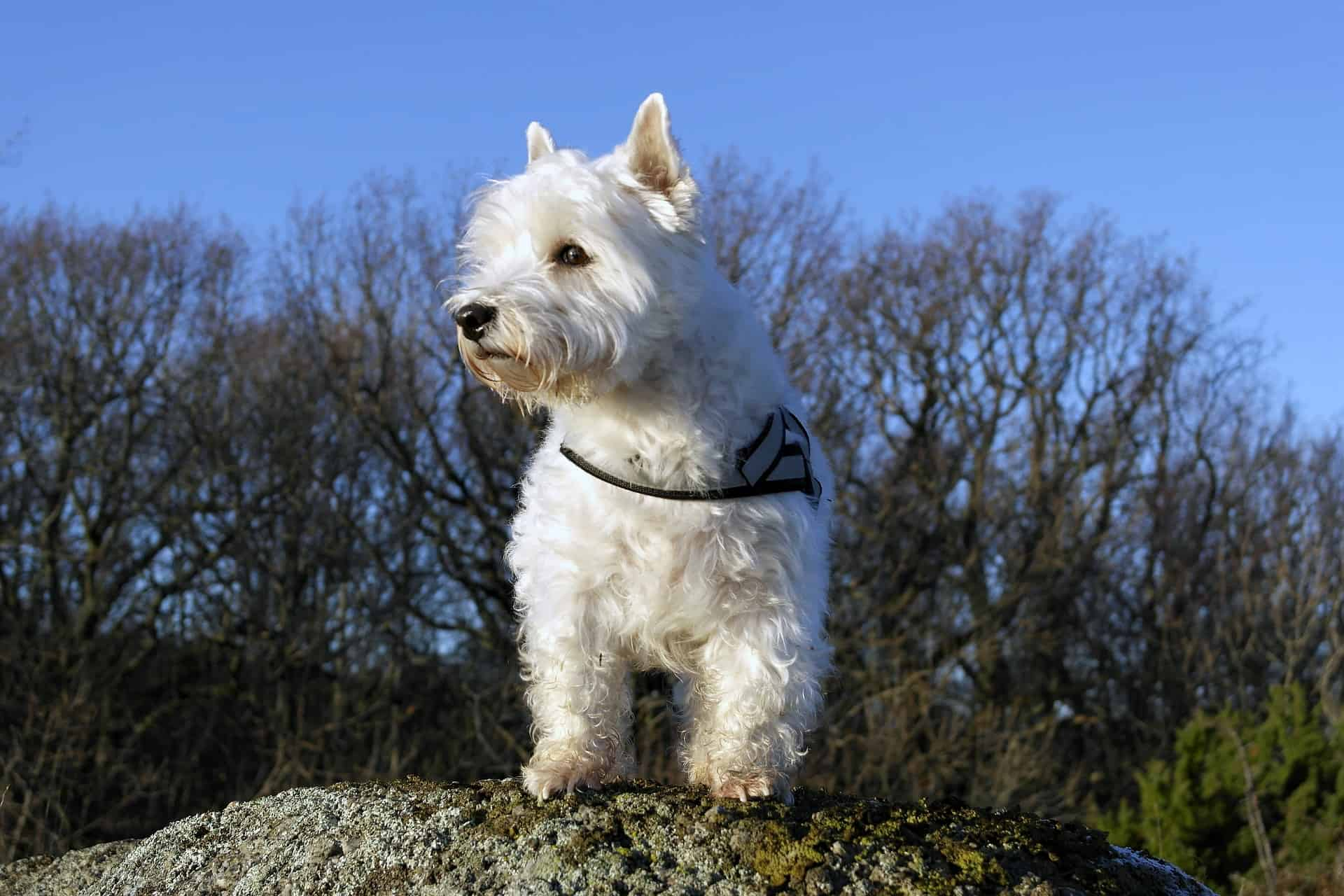 west highland white terrier