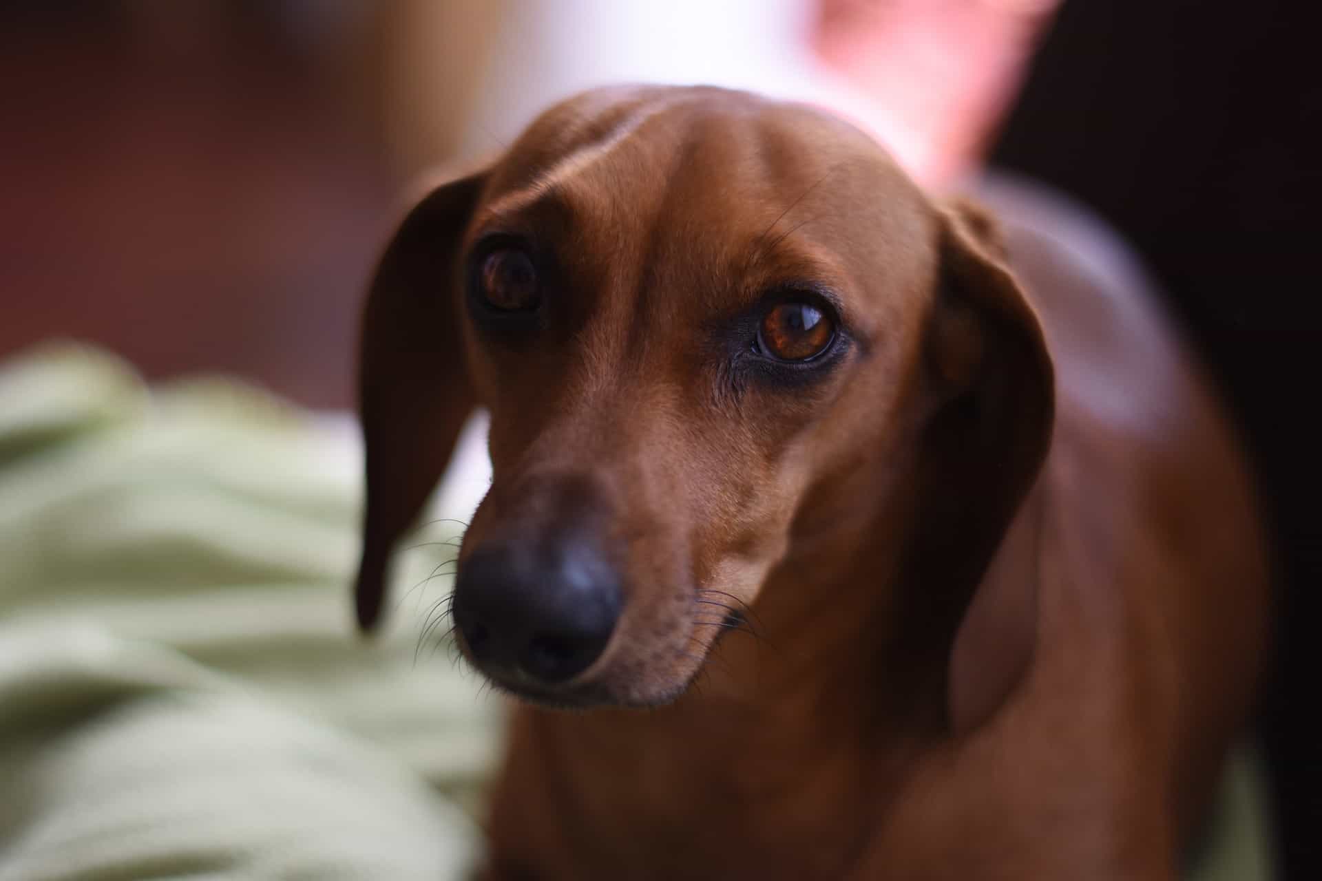 dog suffering pain dog suffering pain