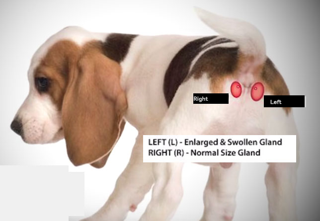 Location of Dog Anal Glands where are dog anal glands
