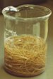 Canine Whipworms in Jar Canine Whipworms in Jar