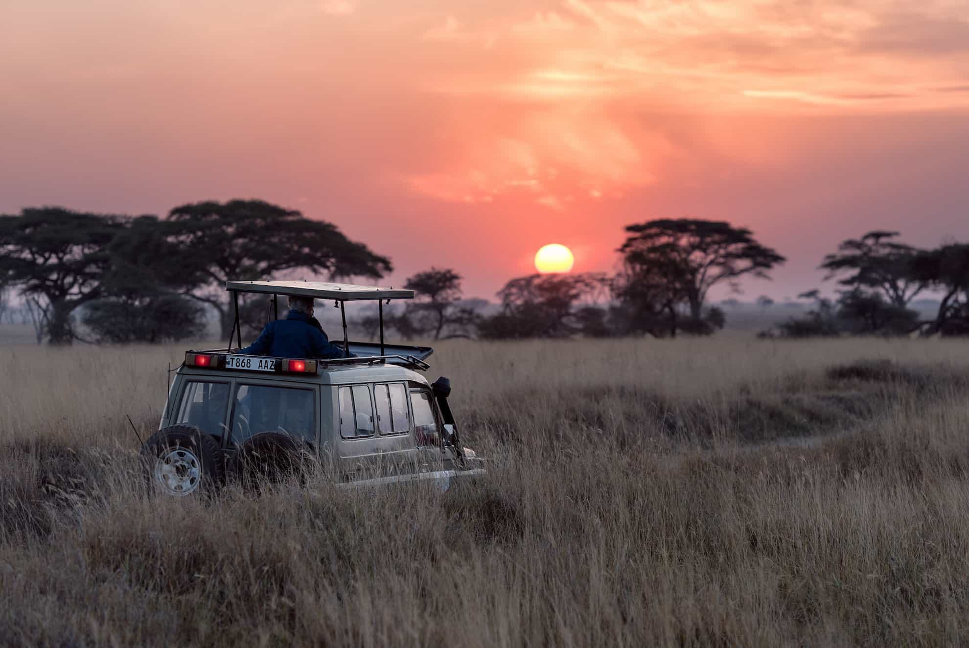 wild dog safari