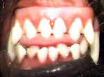 Canine Wry Bite Canine Wry Bite