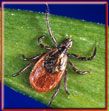 Picture of Tick That Can Carry Lyme Disease