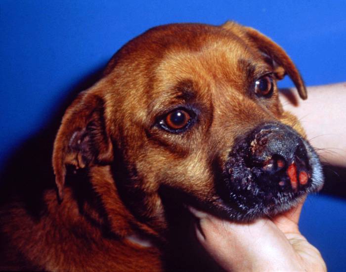 dog blastomycosis causing red sore on dog nose dog blastomycosis