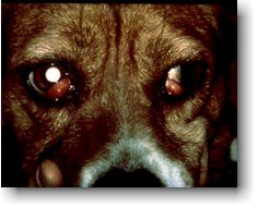 Dog Cherry Eye Picture