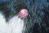 Dog Lumps on Skin Picture of Dog Lumps on Skin