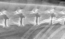MRI image of a dog with ivdd MRI image of a dog with ivdd