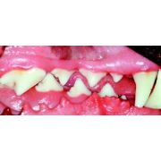 Dog Teeth Medium Muzzle, Buccal View