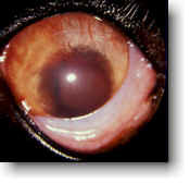 Canine Uveitis