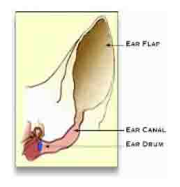 Dog Ear Anatomy - Diagram 1 Dog Ear Anatomy - Diagram 1