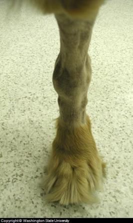 Golden Retriever with Immune Mediated Arthritis treating arthritis in dogs picture