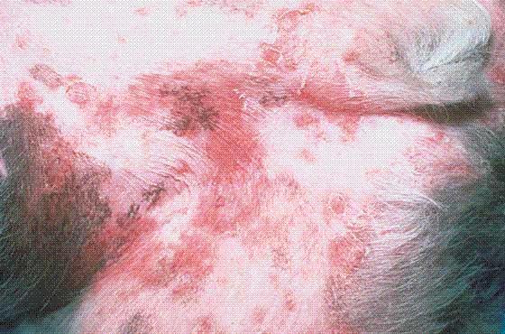 Bacterial Dog Skin Infection