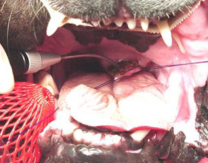 Brachycephalic Soft Palate Surgery