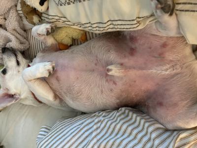Possible Flea Related Dermatitis
