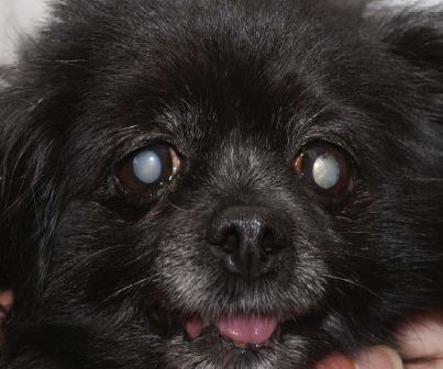Blindness in Dog Blindness in Dog