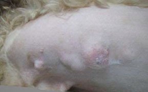 malignant breast cancer tumors on dog breast cancer in dogs pictures