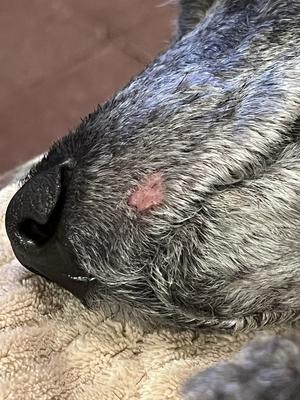 Bump on Side of Dog Face