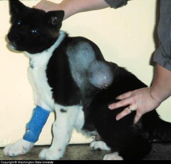 Canine Cancer: Visible Tumors in this Akita Puppy