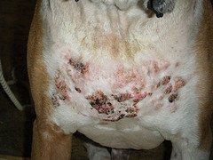 Canine Hypothyroidism Symptoms Skin Lesions