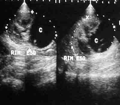 Canine Kidney Failure Xray - Example 1