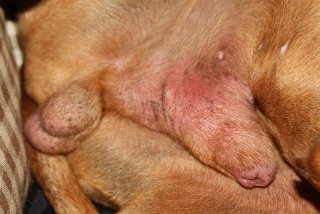 Reader Question: Which Canine Penis Problem Is My Dog Suffering From? 